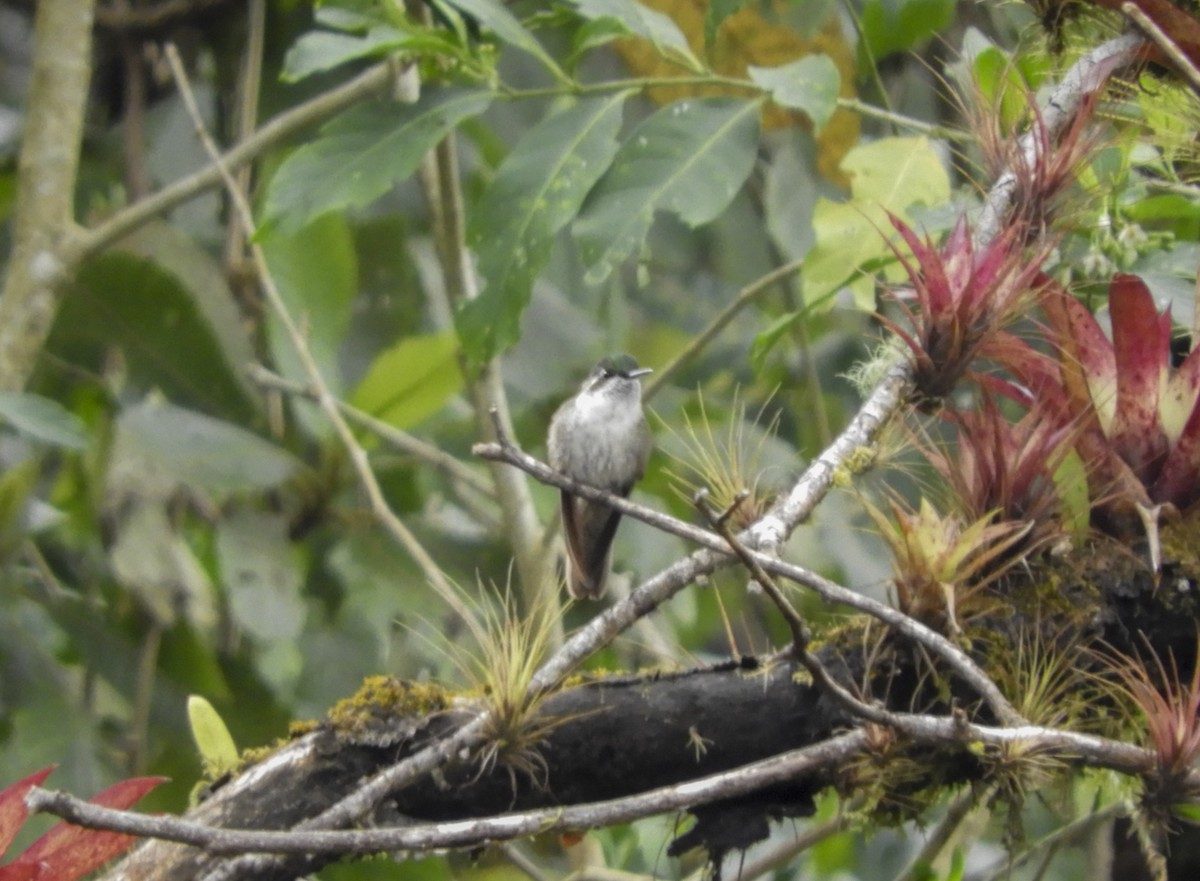 kolibřík salvadorský - ML137535471