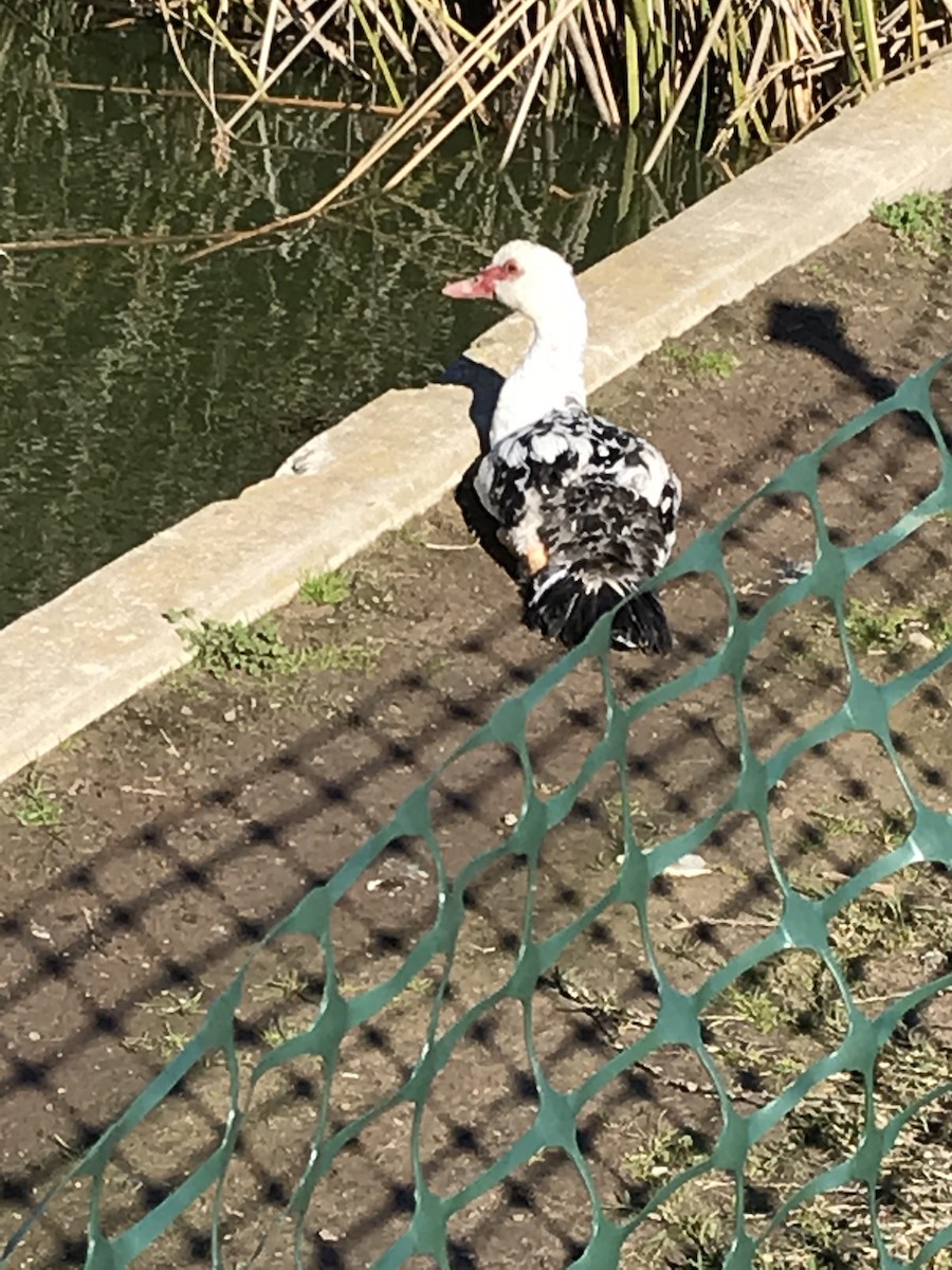 Muscovy Duck (Domestic type) - ML137535561