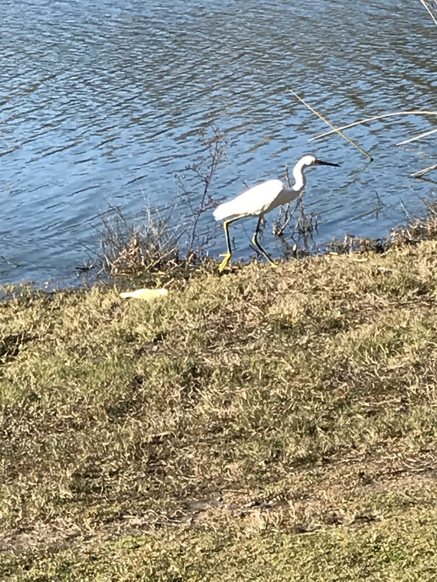 Snowy Egret - ML137536151