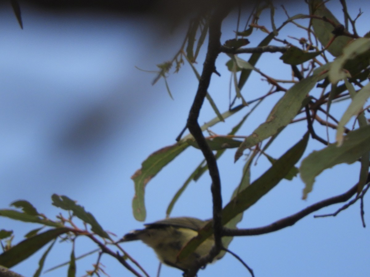 Weebill - ML137536401