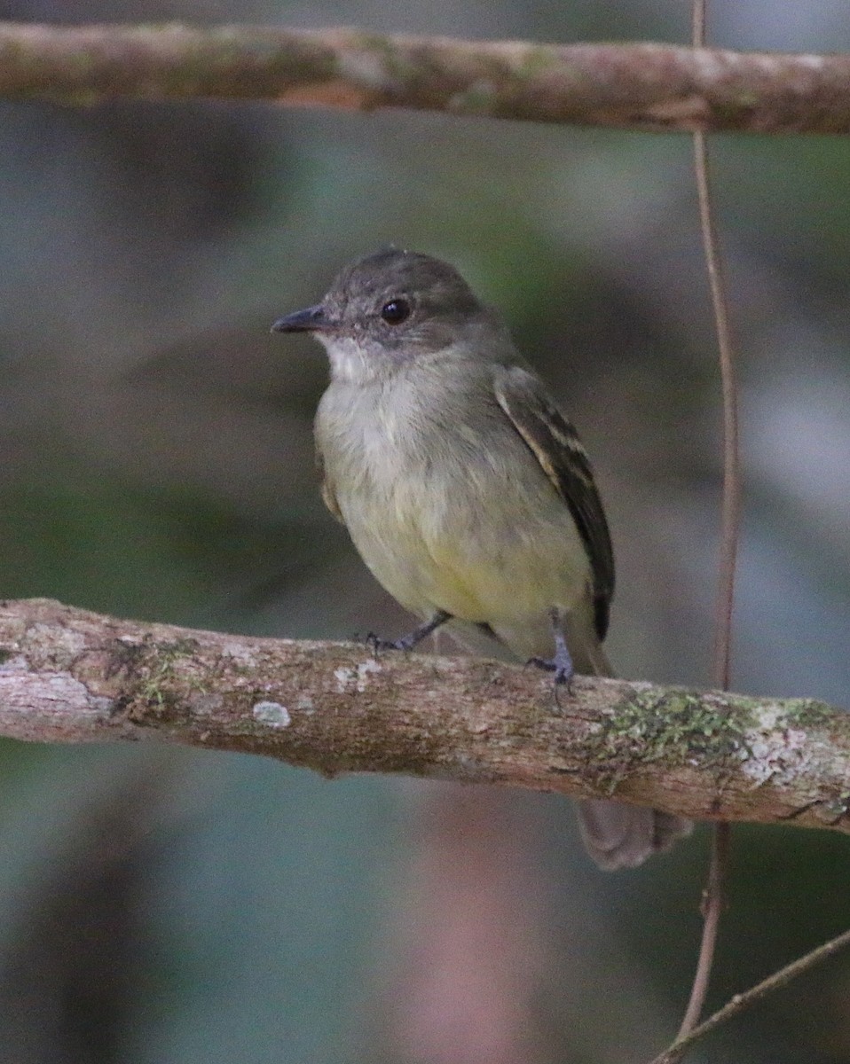 Yellow-crowned Elaenia - ML137536731