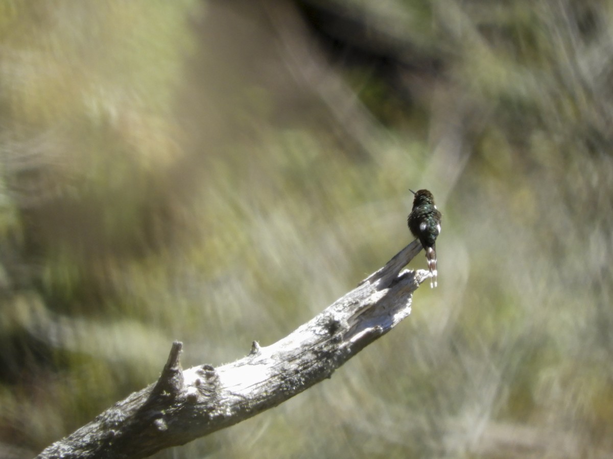 Sparkling-tailed Hummingbird - Luis Trinchan