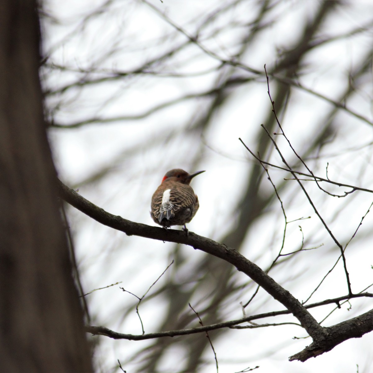 Northern Flicker - ML137538471