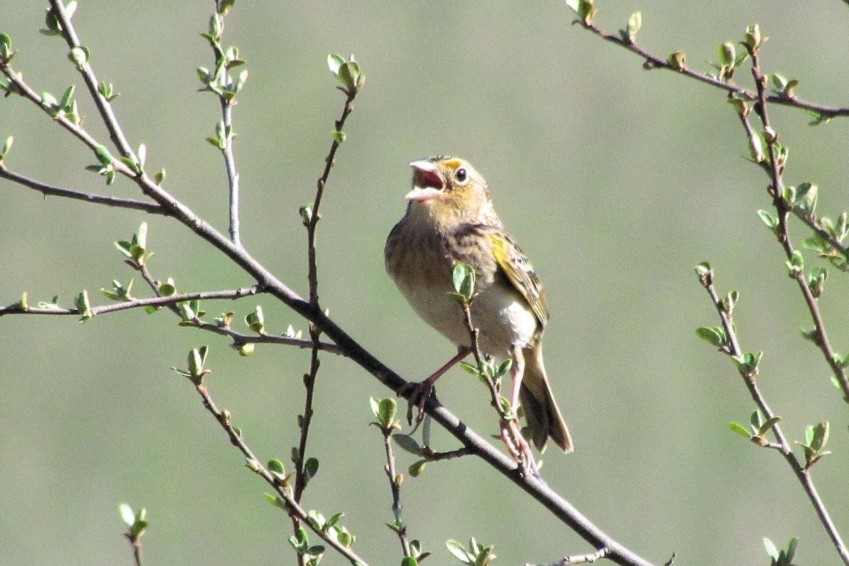 Chingolo Saltamontes - ML137538751
