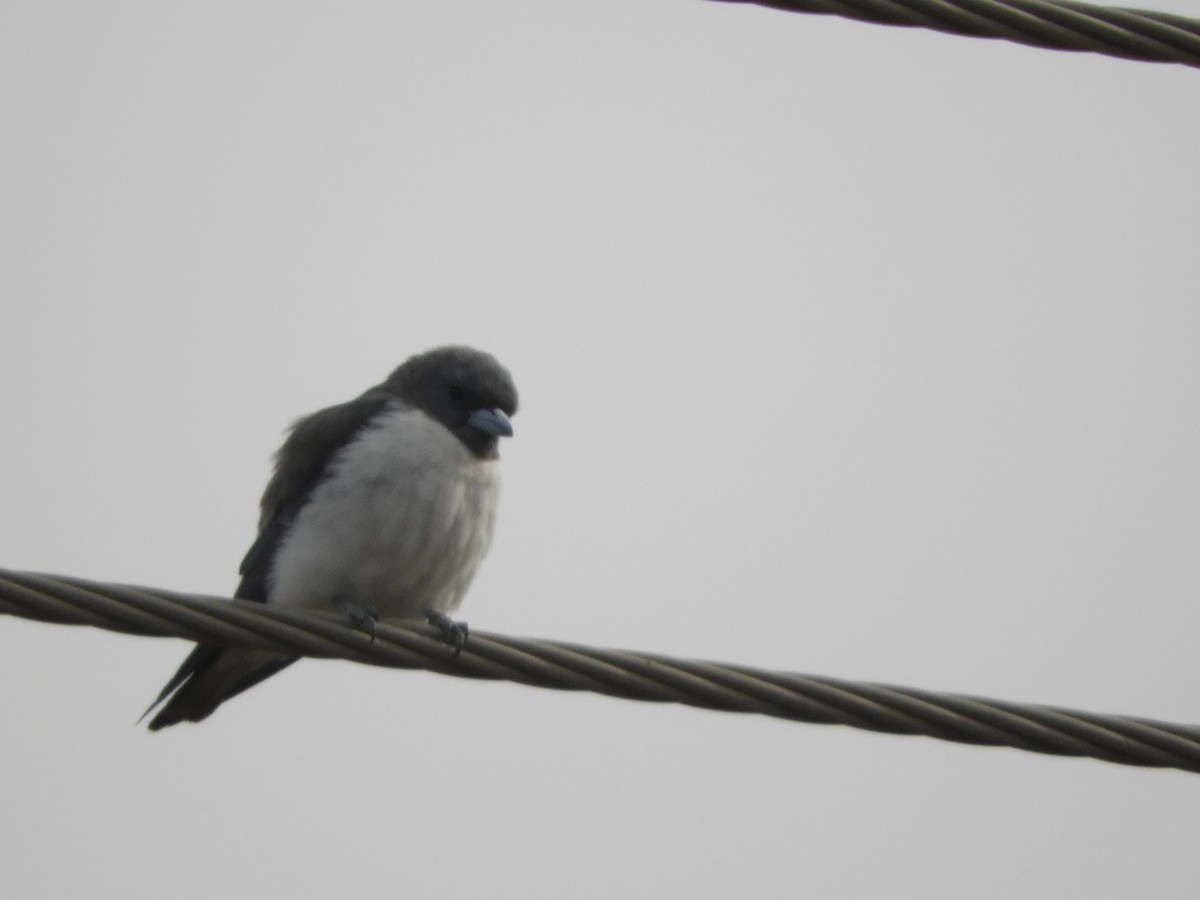White-breasted Woodswallow - ML137539151