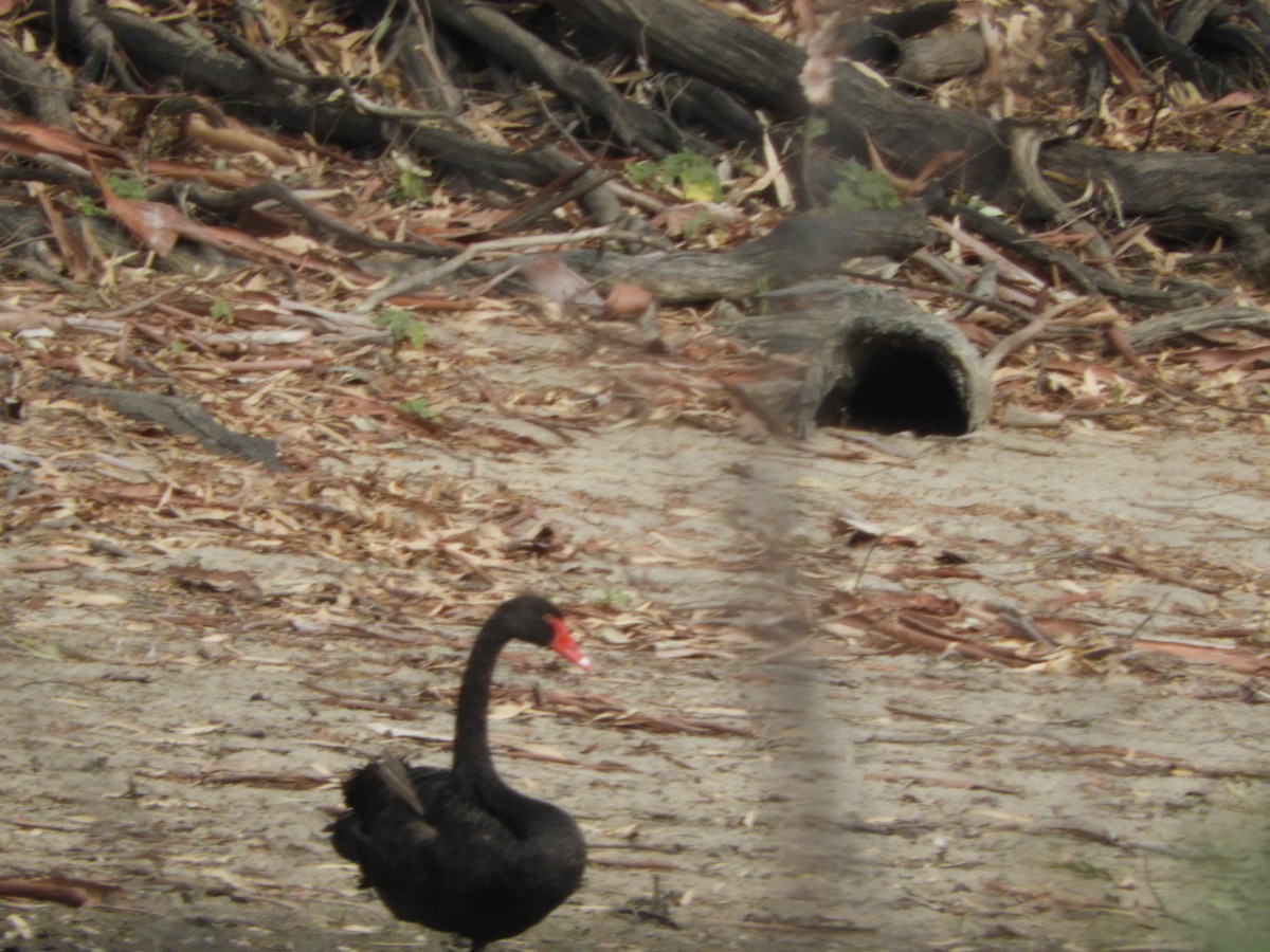 Black Swan - ML137539401