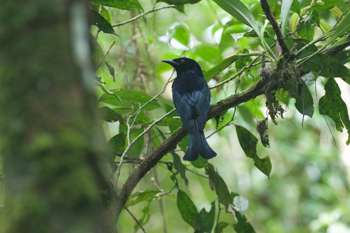 Hair-crested Drongo - Scott Baker