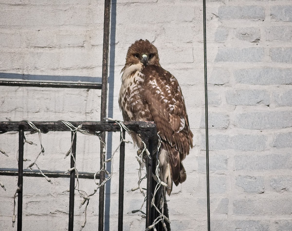 Red-tailed Hawk - ML137540101