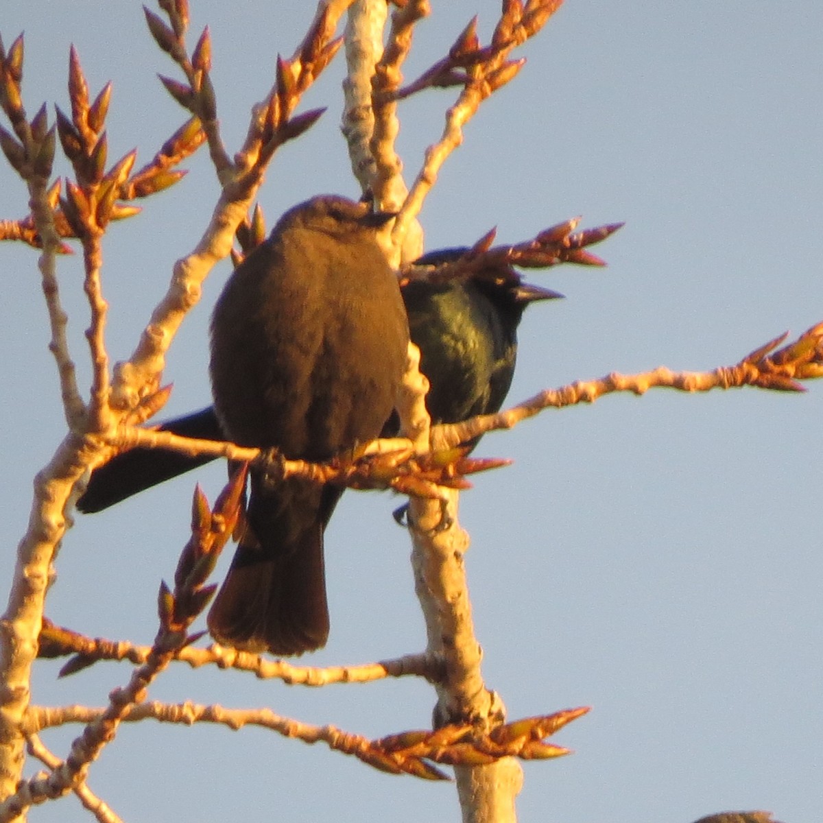 Brewer's Blackbird - ML137540941