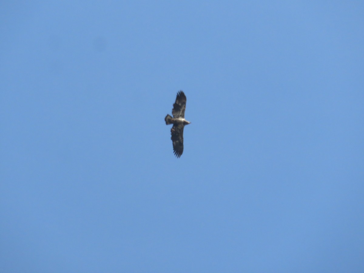 Bald Eagle - ML137541481