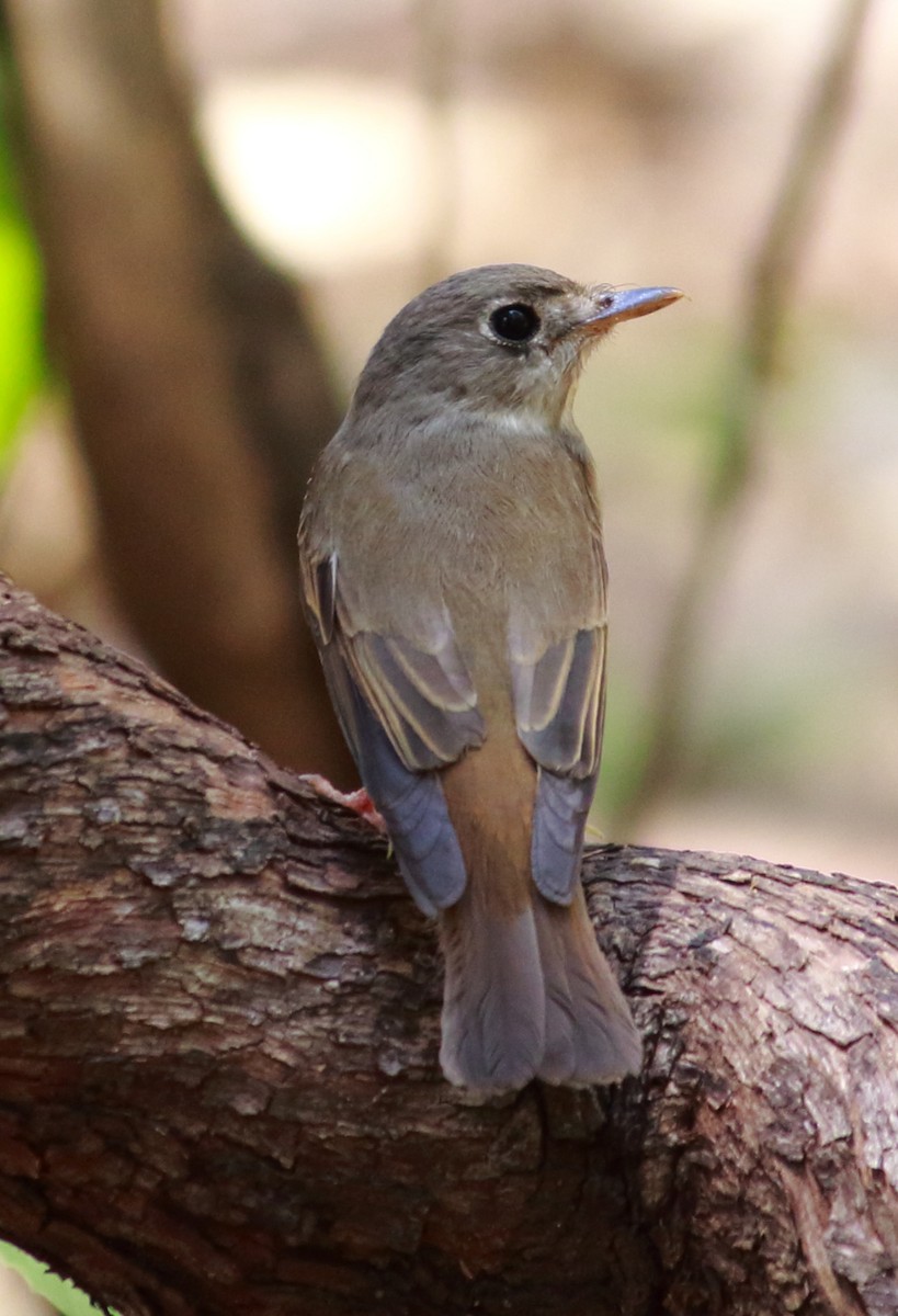 Brown-breasted Flycatcher - Venugopal V