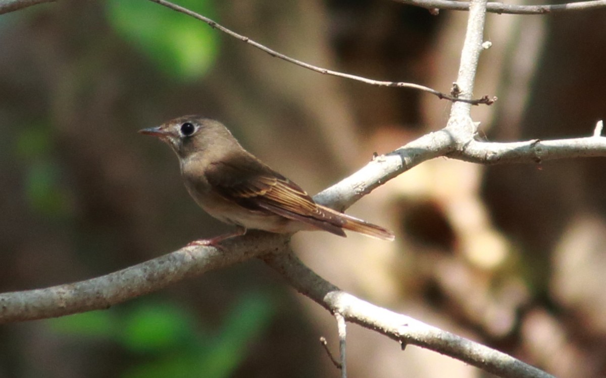 Brown-breasted Flycatcher - Venugopal V