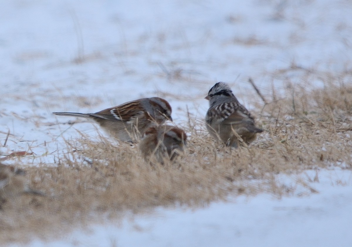 White-crowned Sparrow - ML137544041