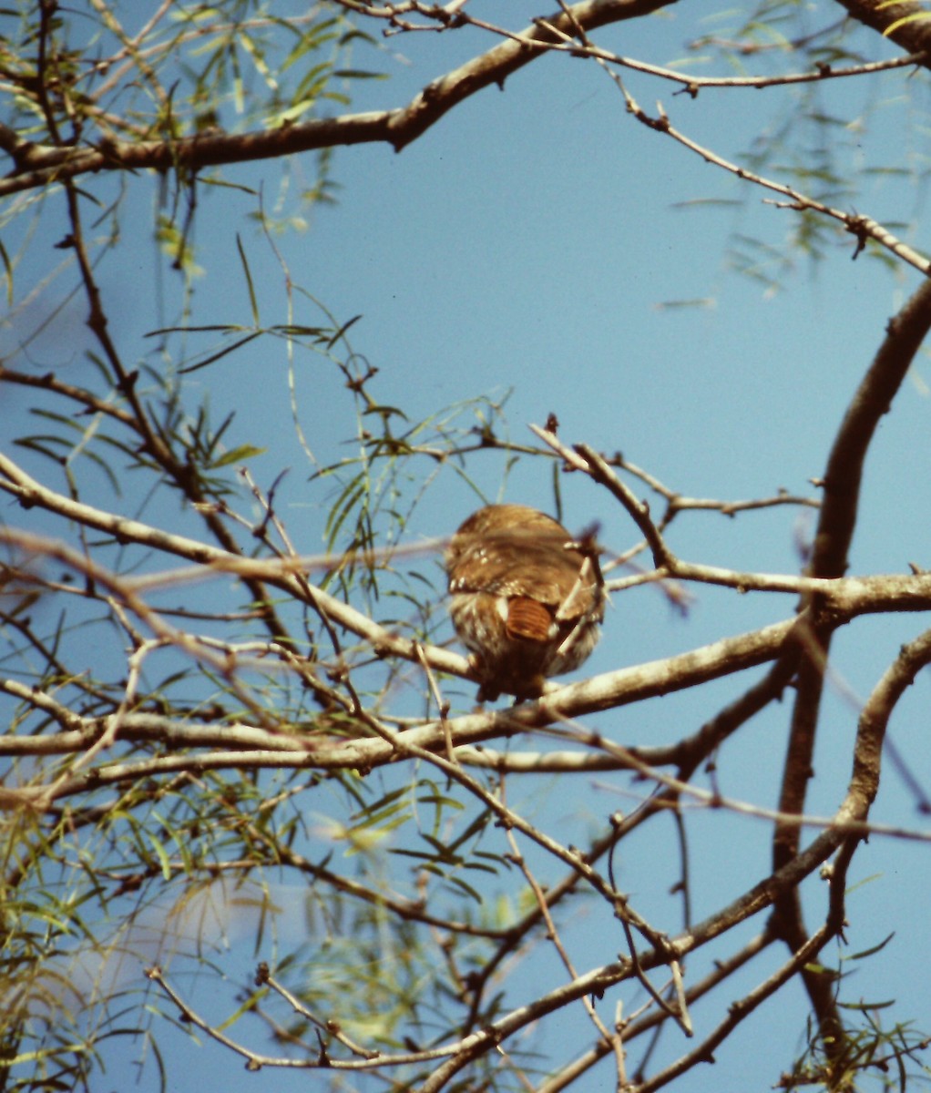 Ferruginous Pygmy-Owl - ML137545751