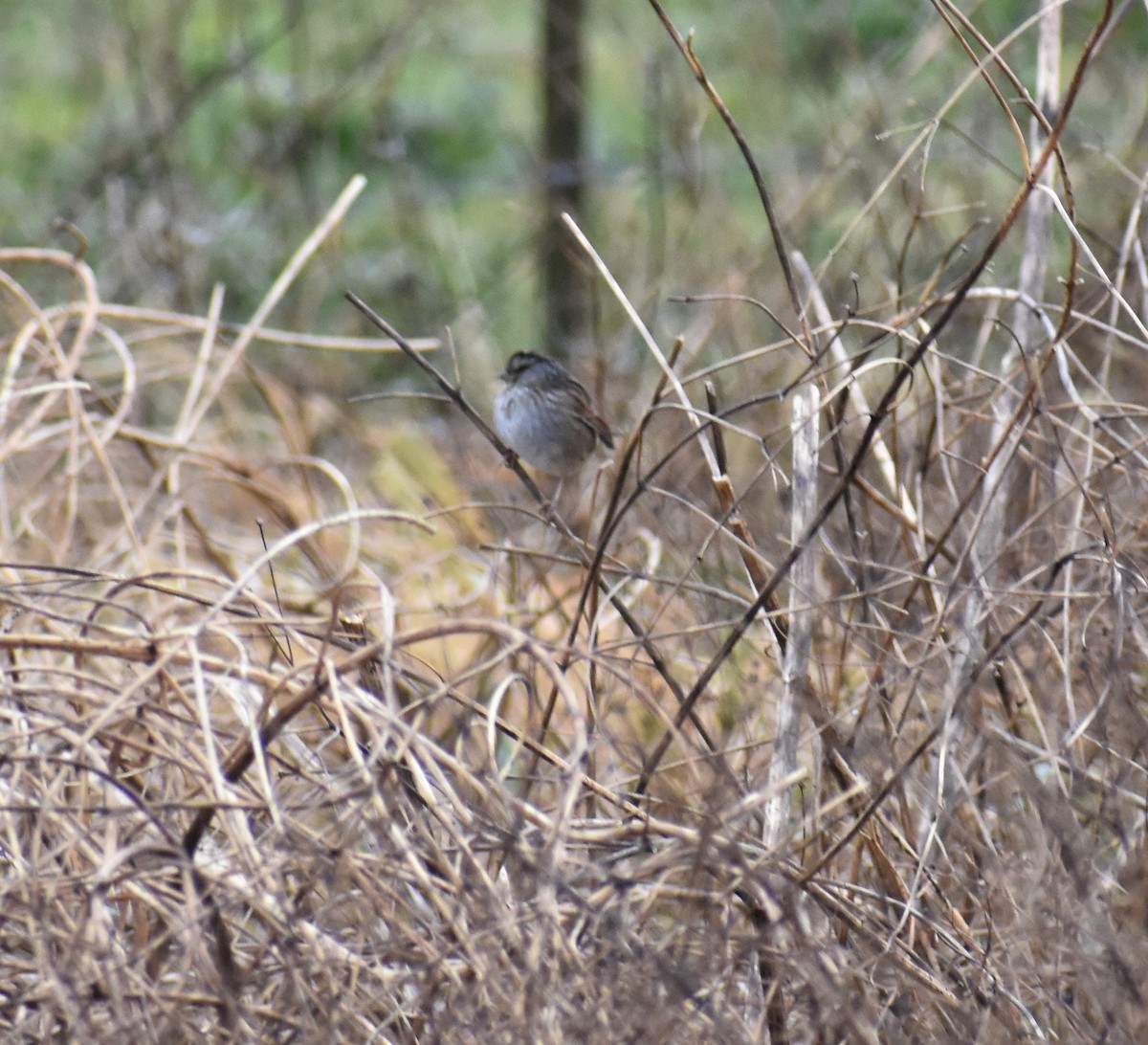 Swamp Sparrow - ML137546071