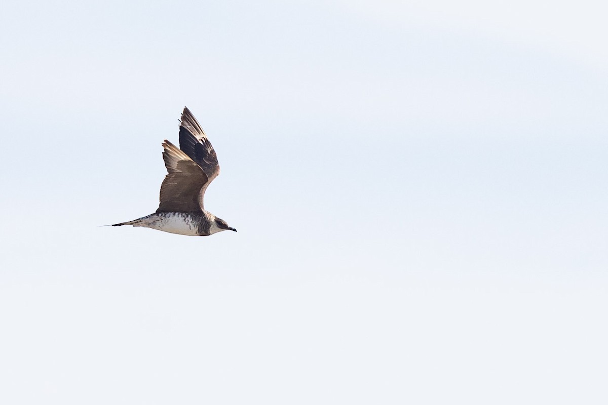 Pomarine Jaeger - ML137546761