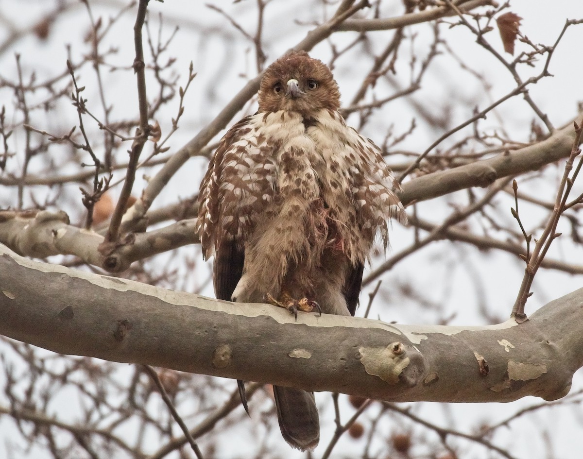 Red-tailed Hawk - ML137550471