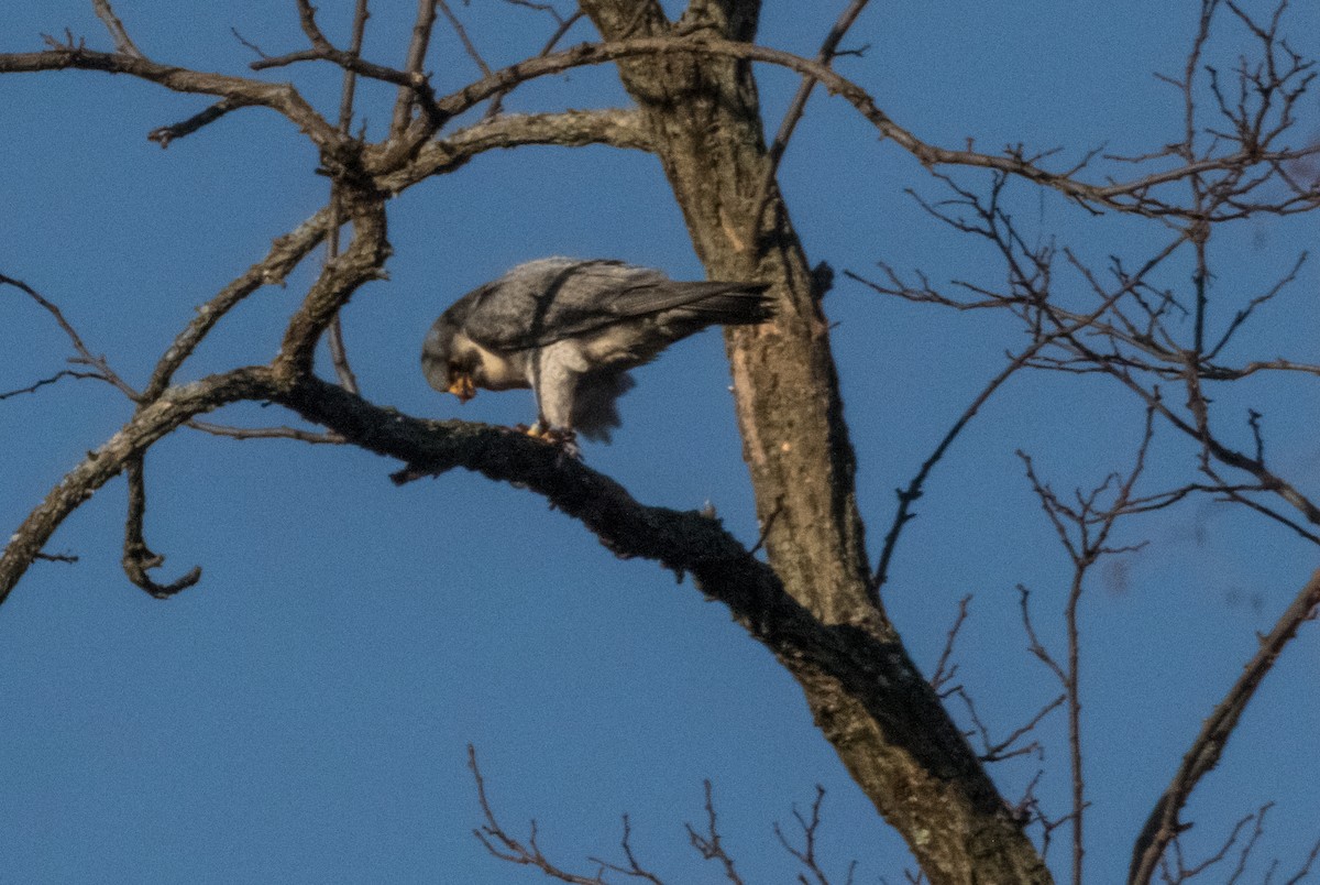 Halcón Peregrino - ML137550681