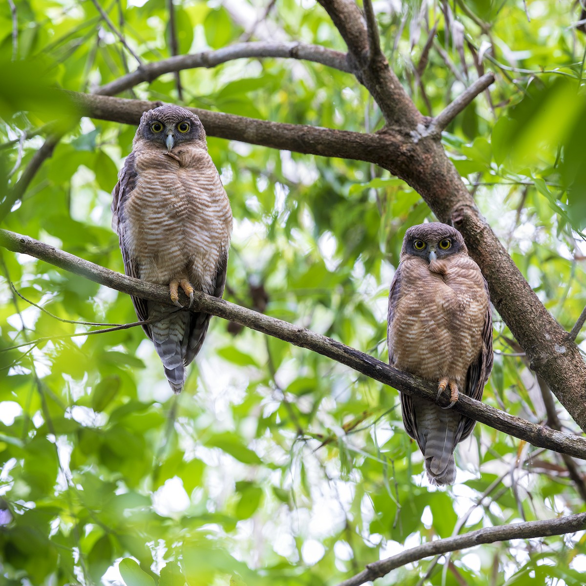 Rufous Owl - ML137550881