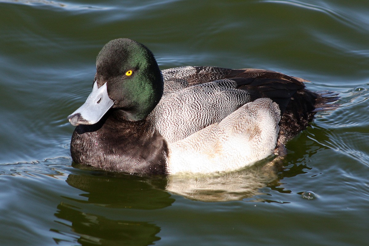 Greater Scaup - Steve Rottenborn