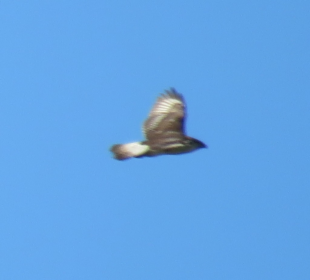 Ferruginous Hawk - George Chrisman