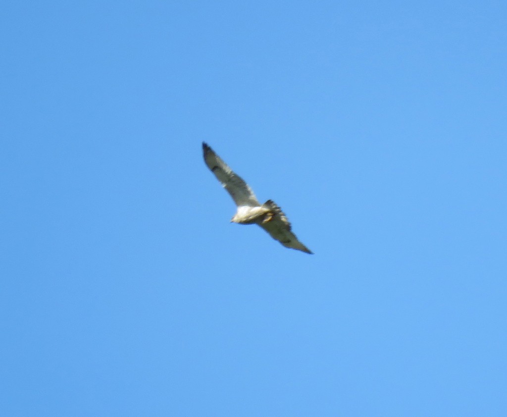 Ferruginous Hawk - ML137553951