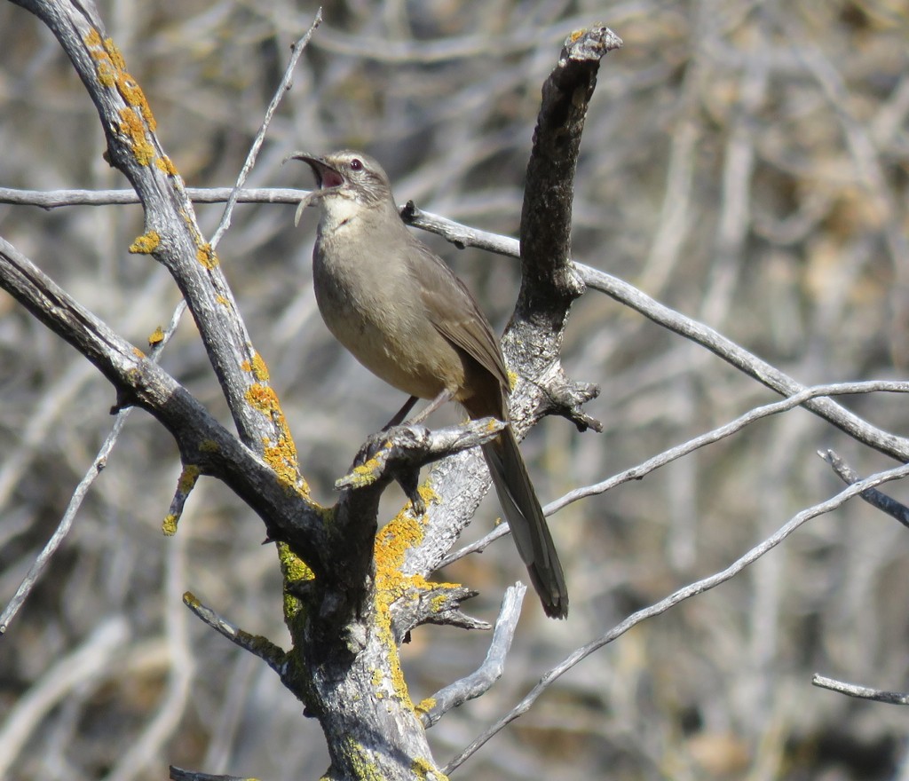 California Thrasher - ML137554631