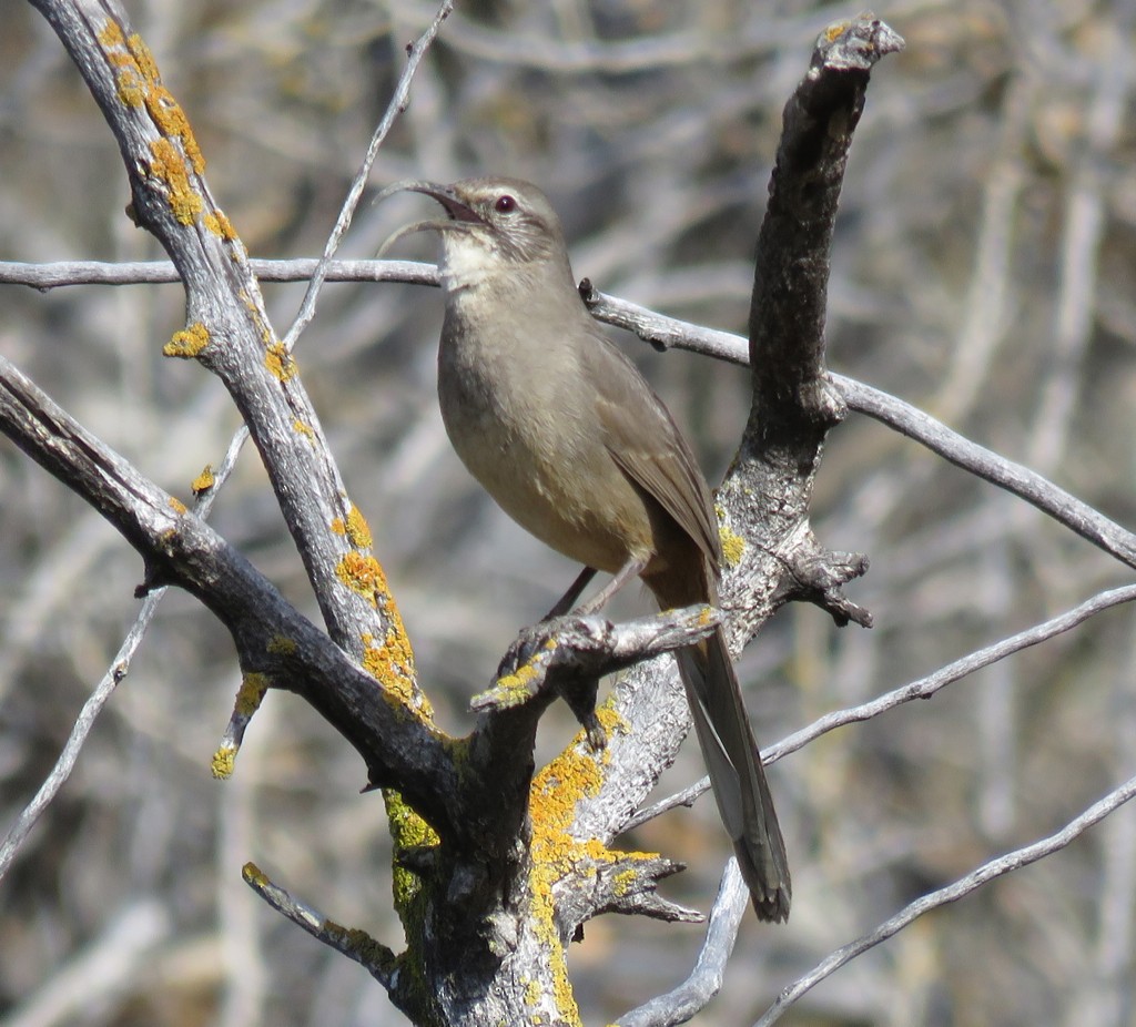 California Thrasher - ML137554641