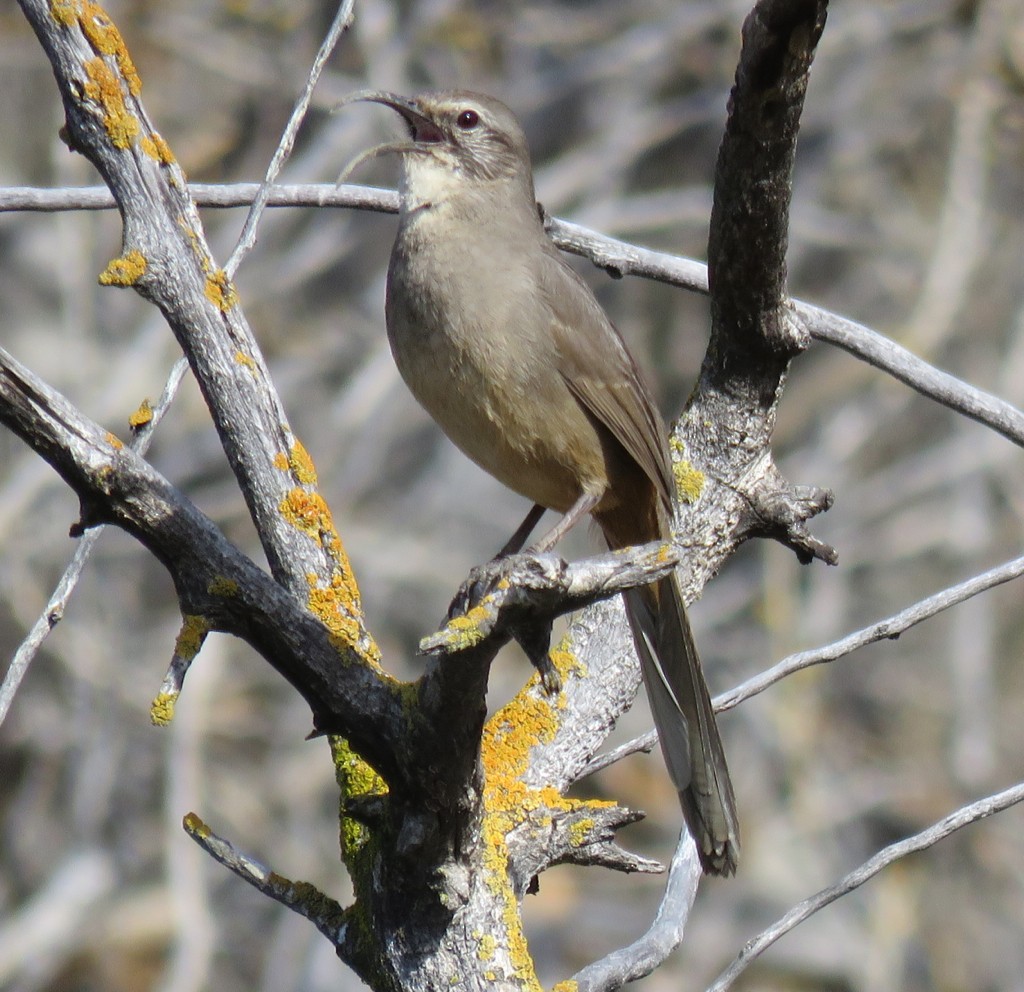 California Thrasher - ML137554651