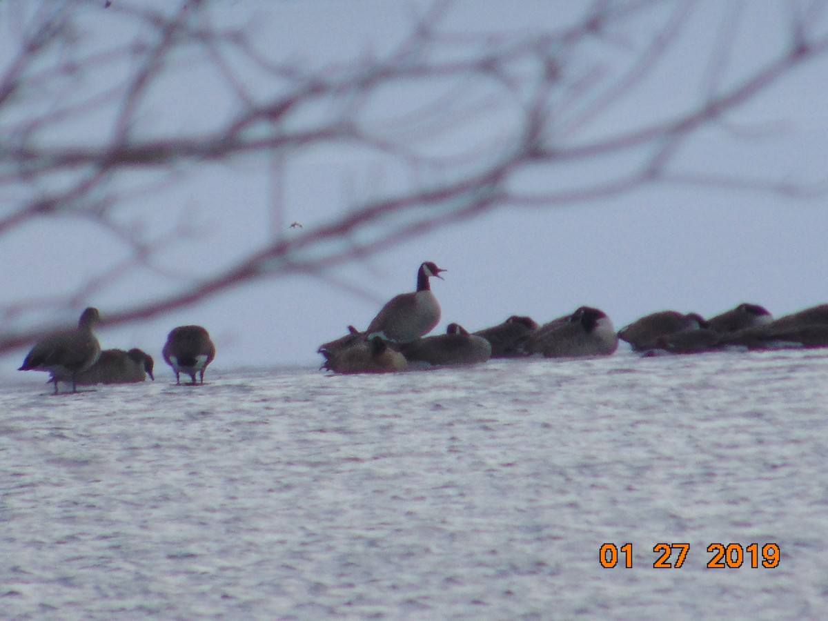 Canada Goose - ML137557261