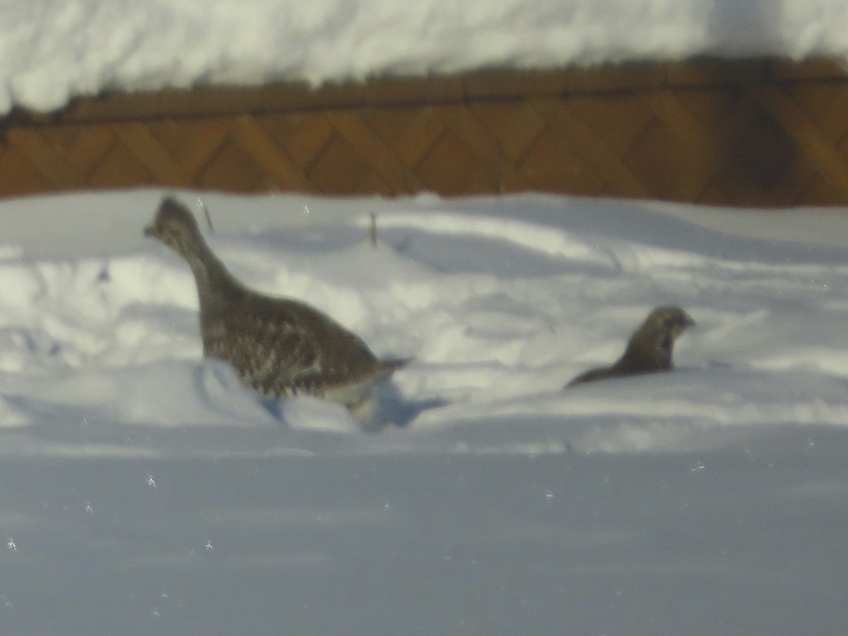 Sharp-tailed Grouse - ML137557391