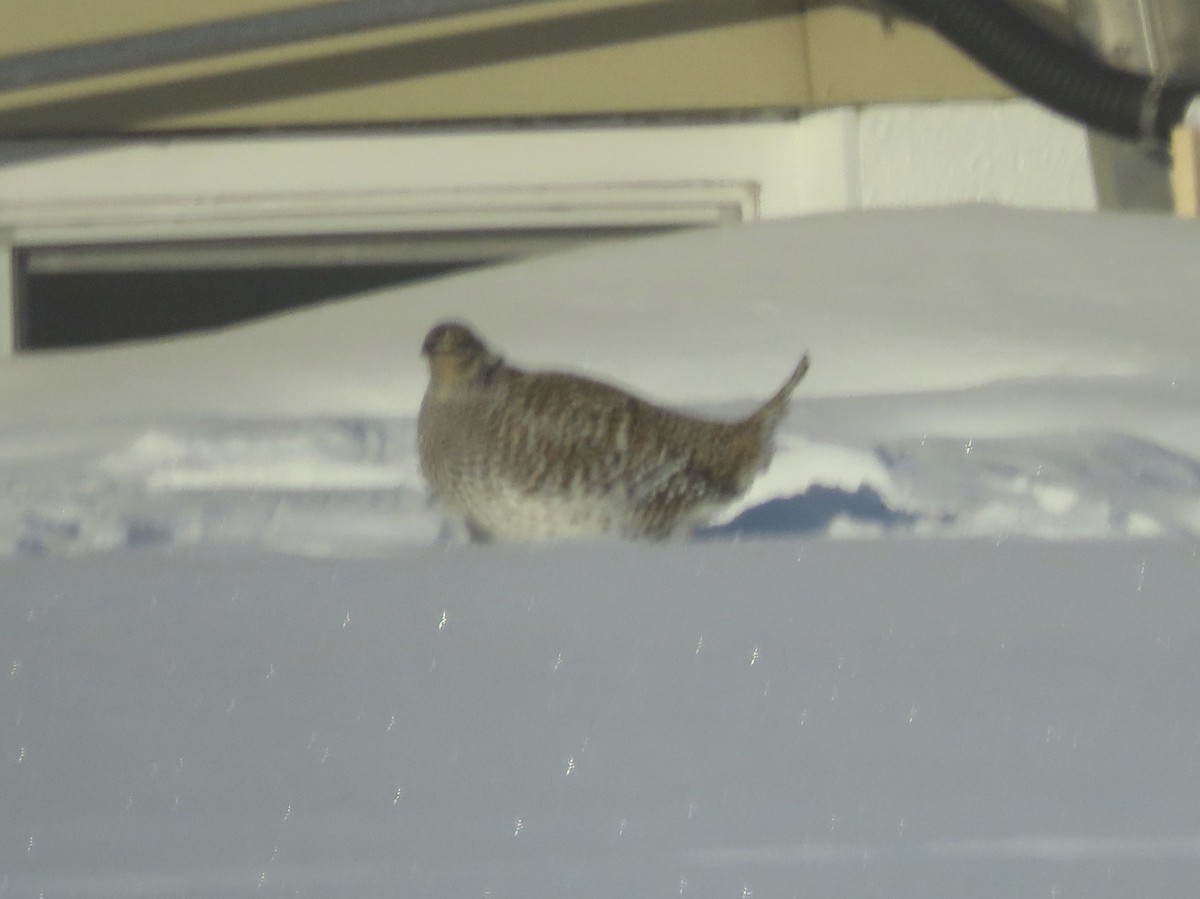 Sharp-tailed Grouse - David Marjamaa