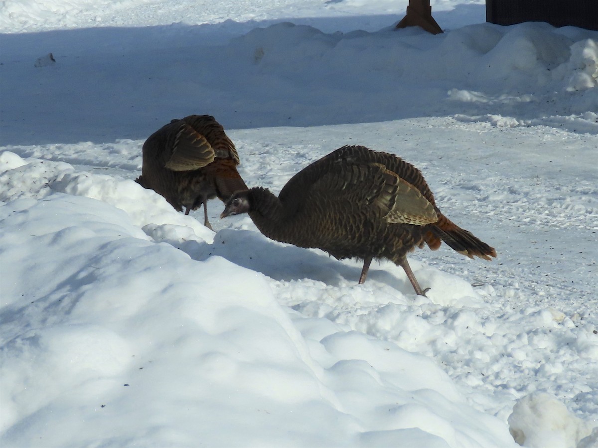 Wild Turkey - ML137557491
