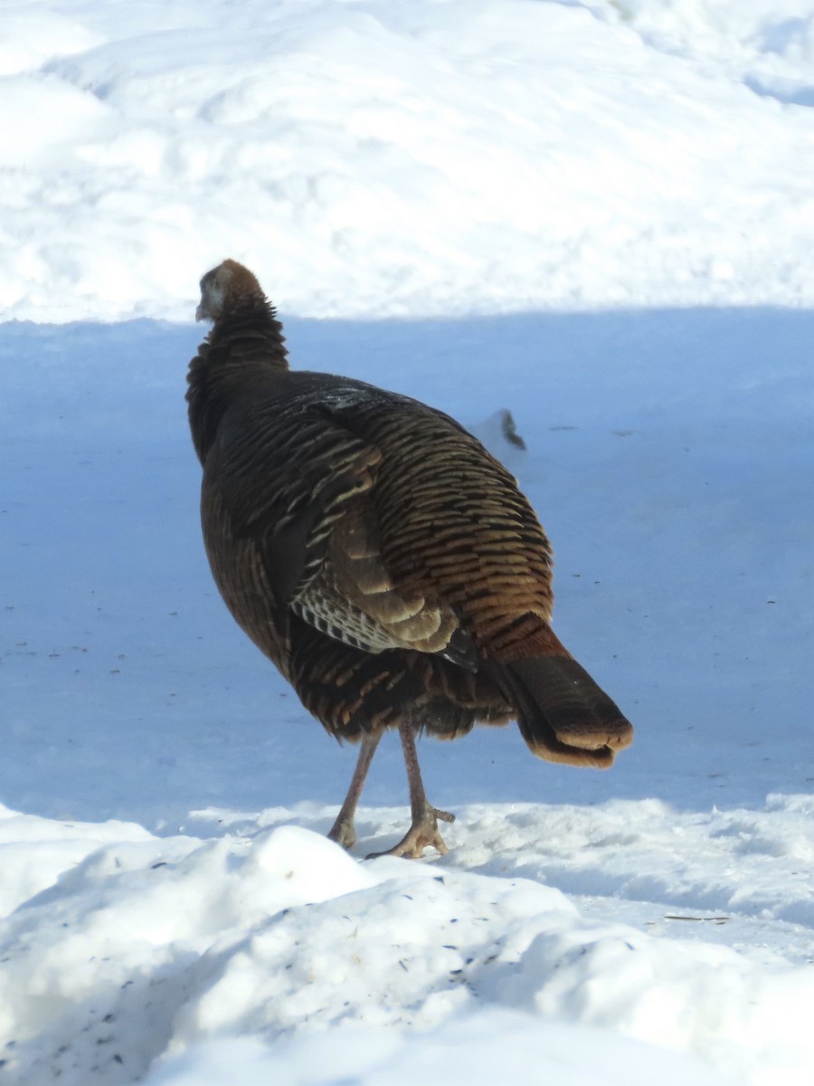 Wild Turkey - ML137557501