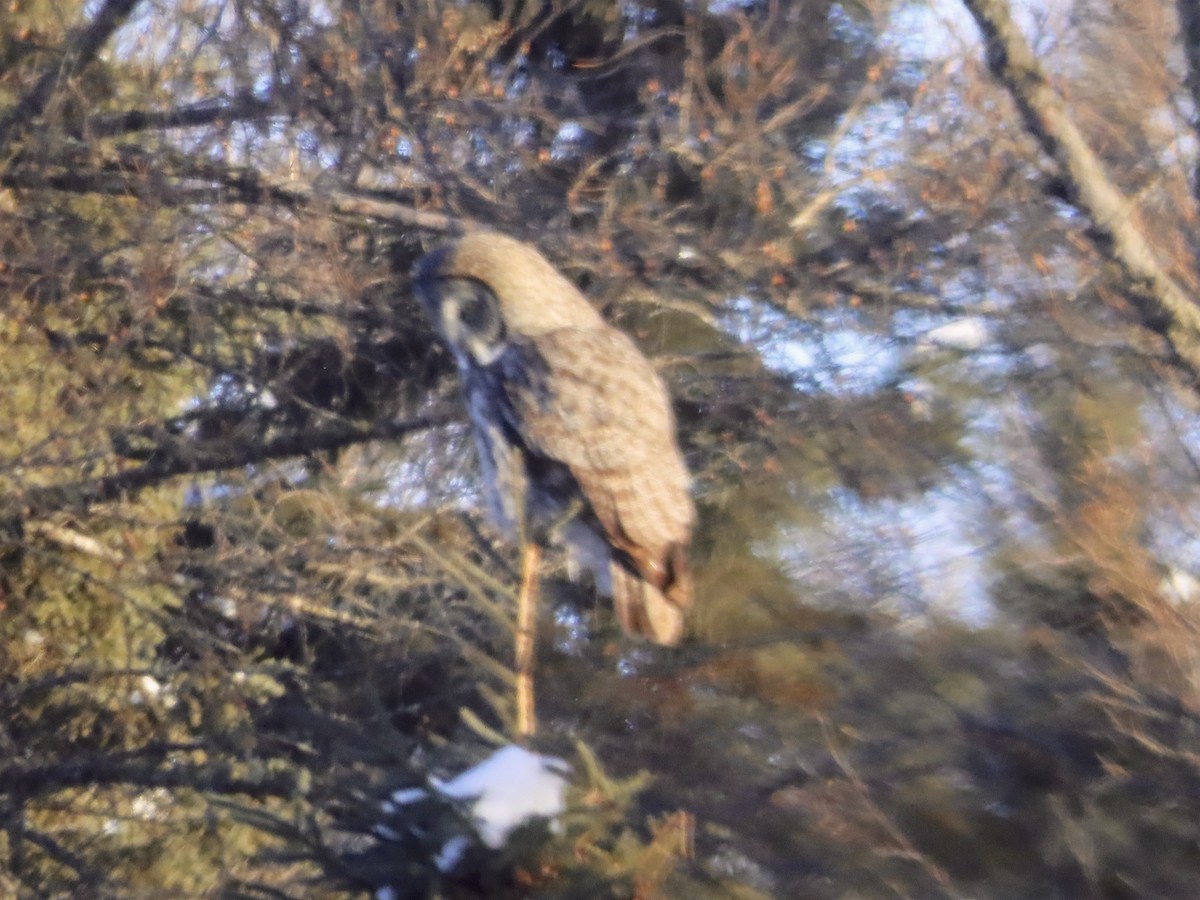 Great Gray Owl - ML137557571