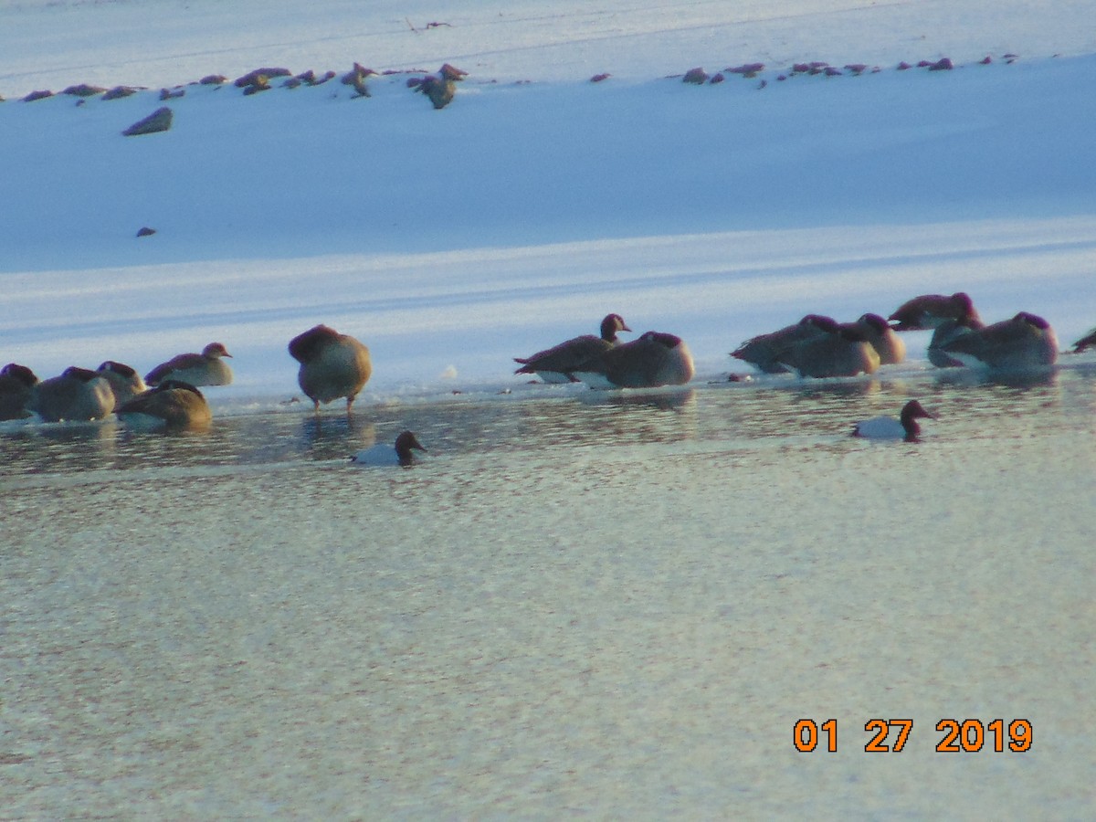 Canvasback - ML137557601