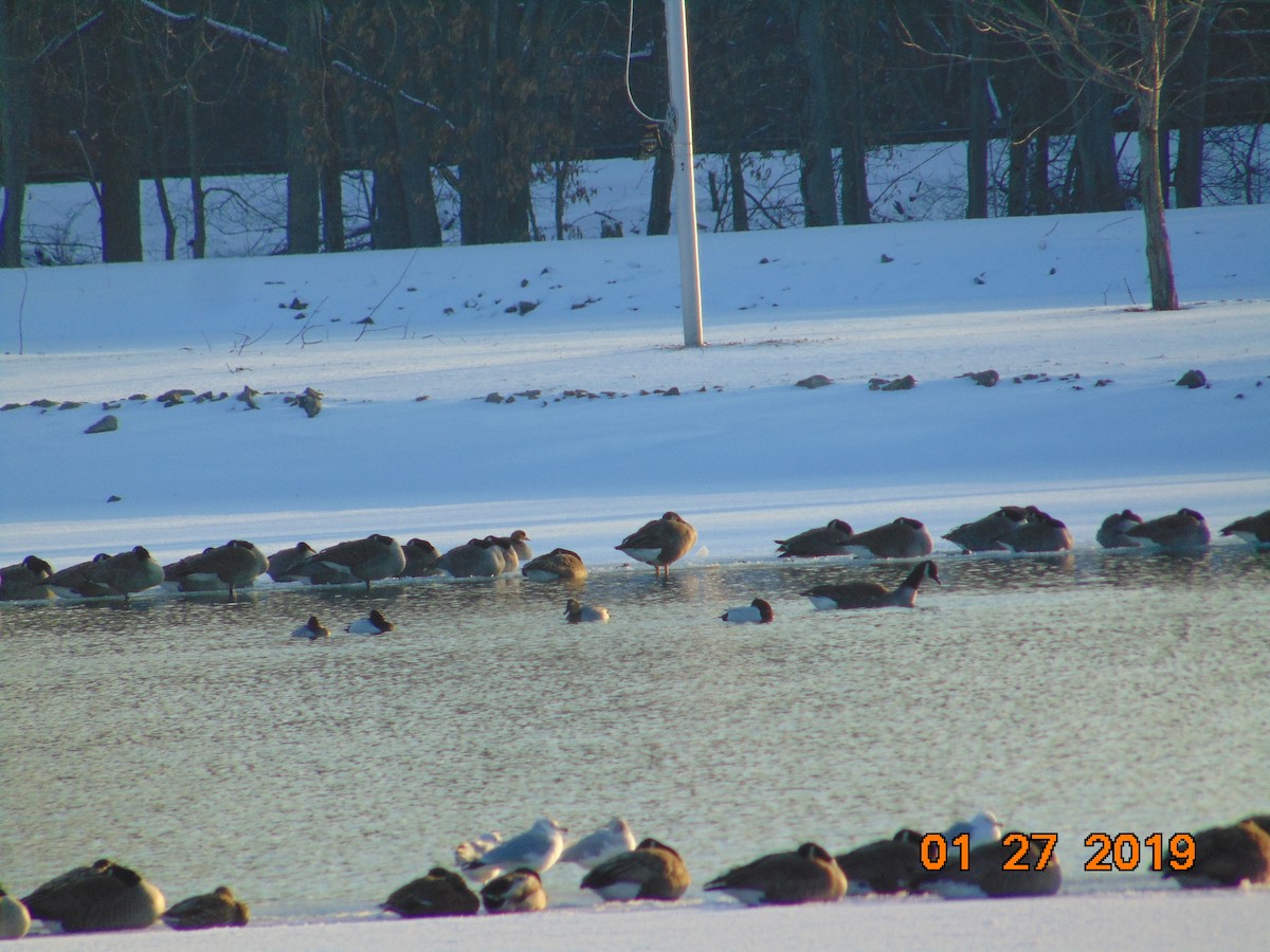 Canvasback - ML137557621