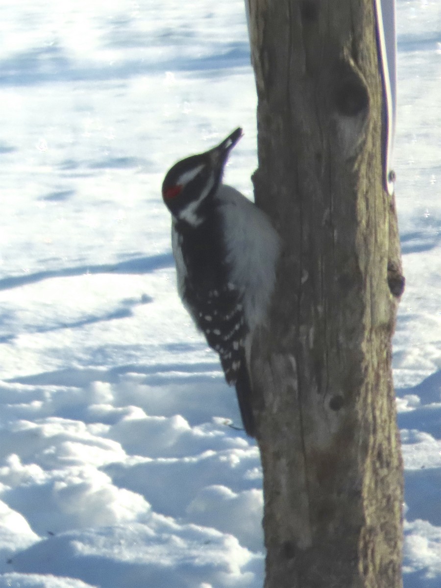 Hairy Woodpecker - ML137557641