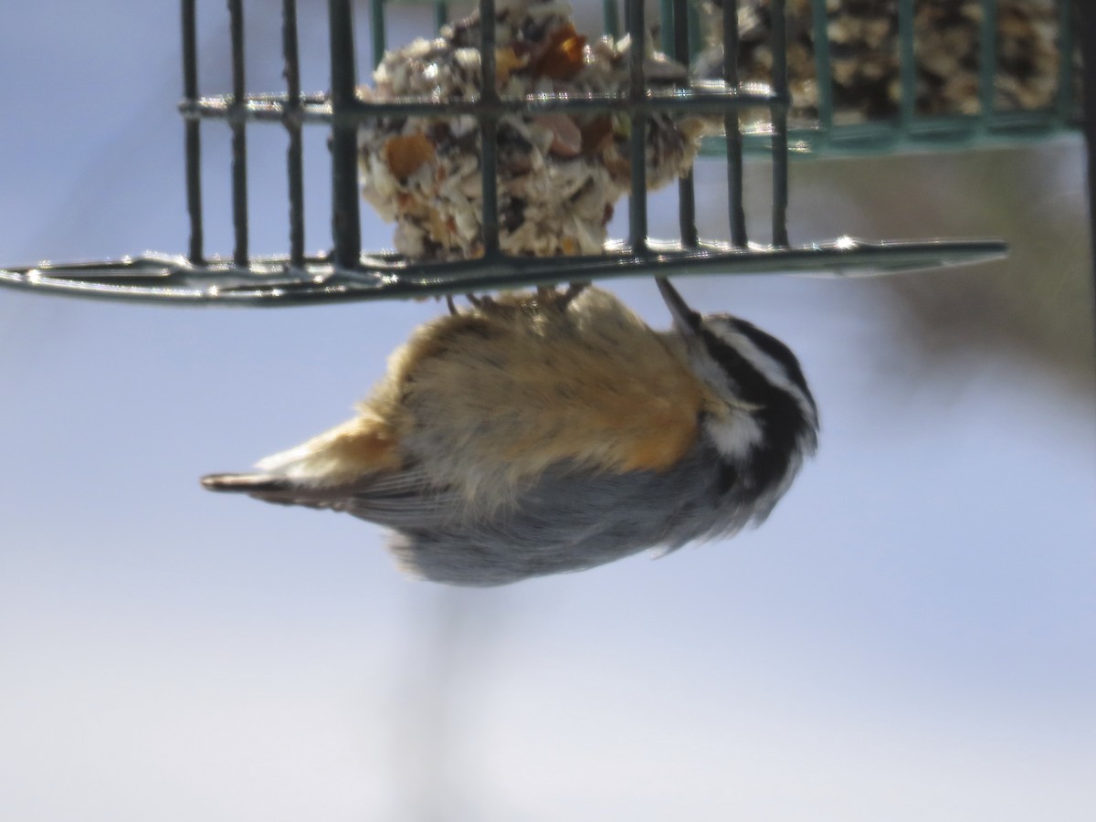 Red-breasted Nuthatch - David Marjamaa