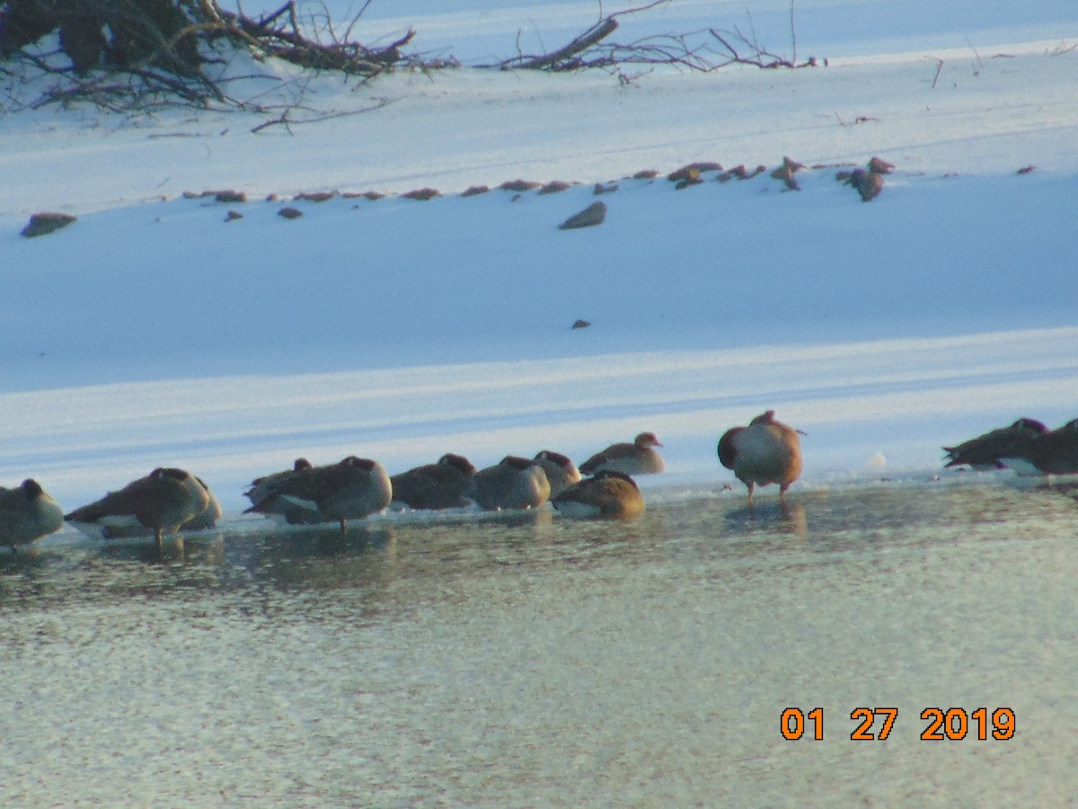 Common Merganser - ML137557771