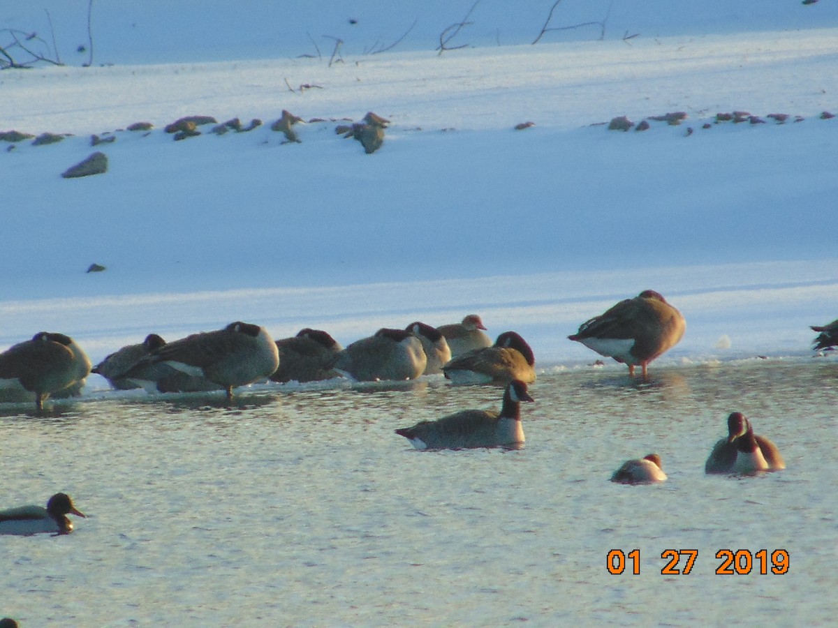 Common Merganser - ML137557781