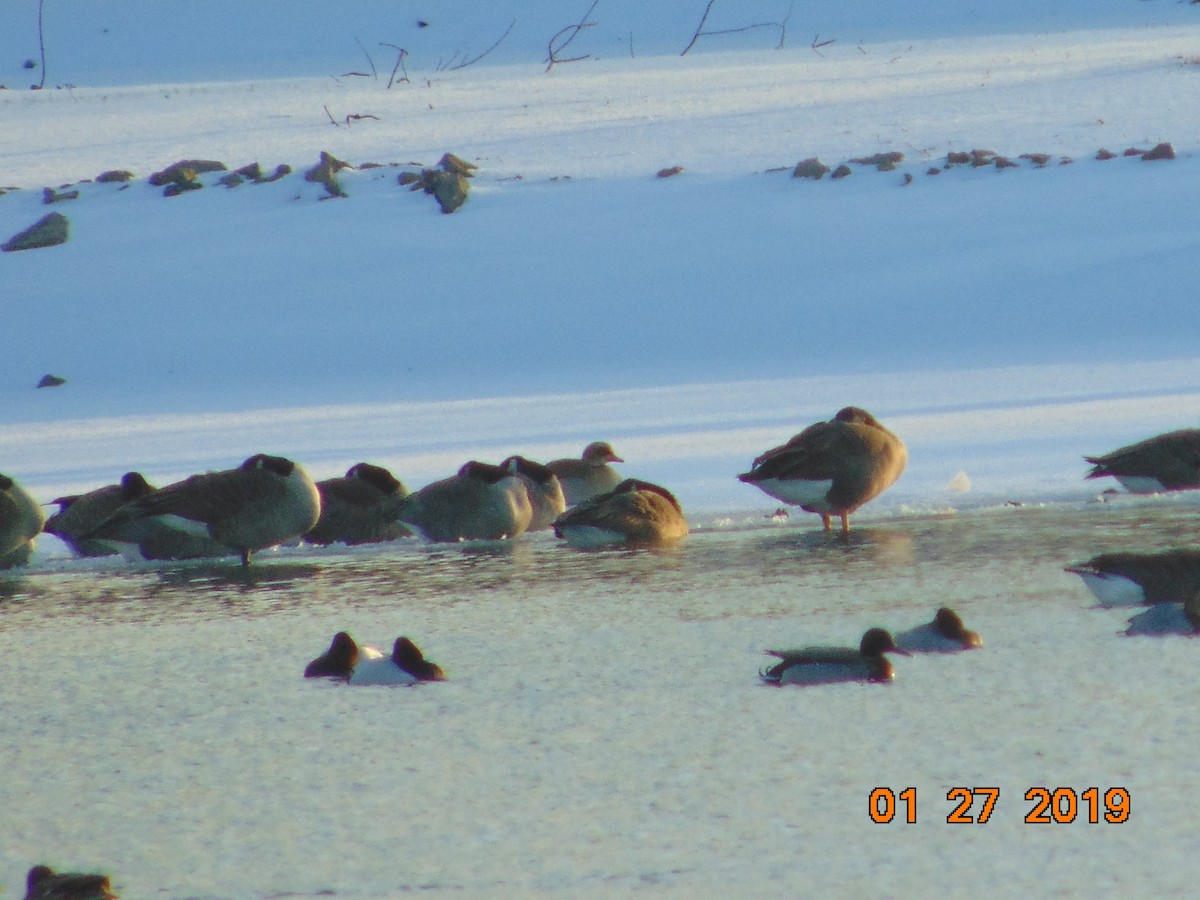 Common Merganser - ML137557791