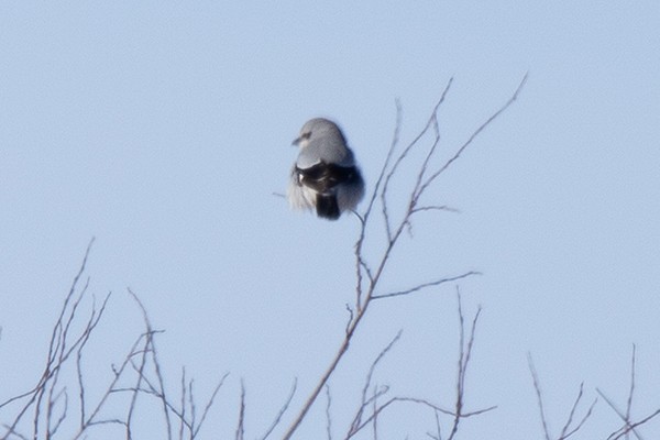 Northern Shrike - ML137557841