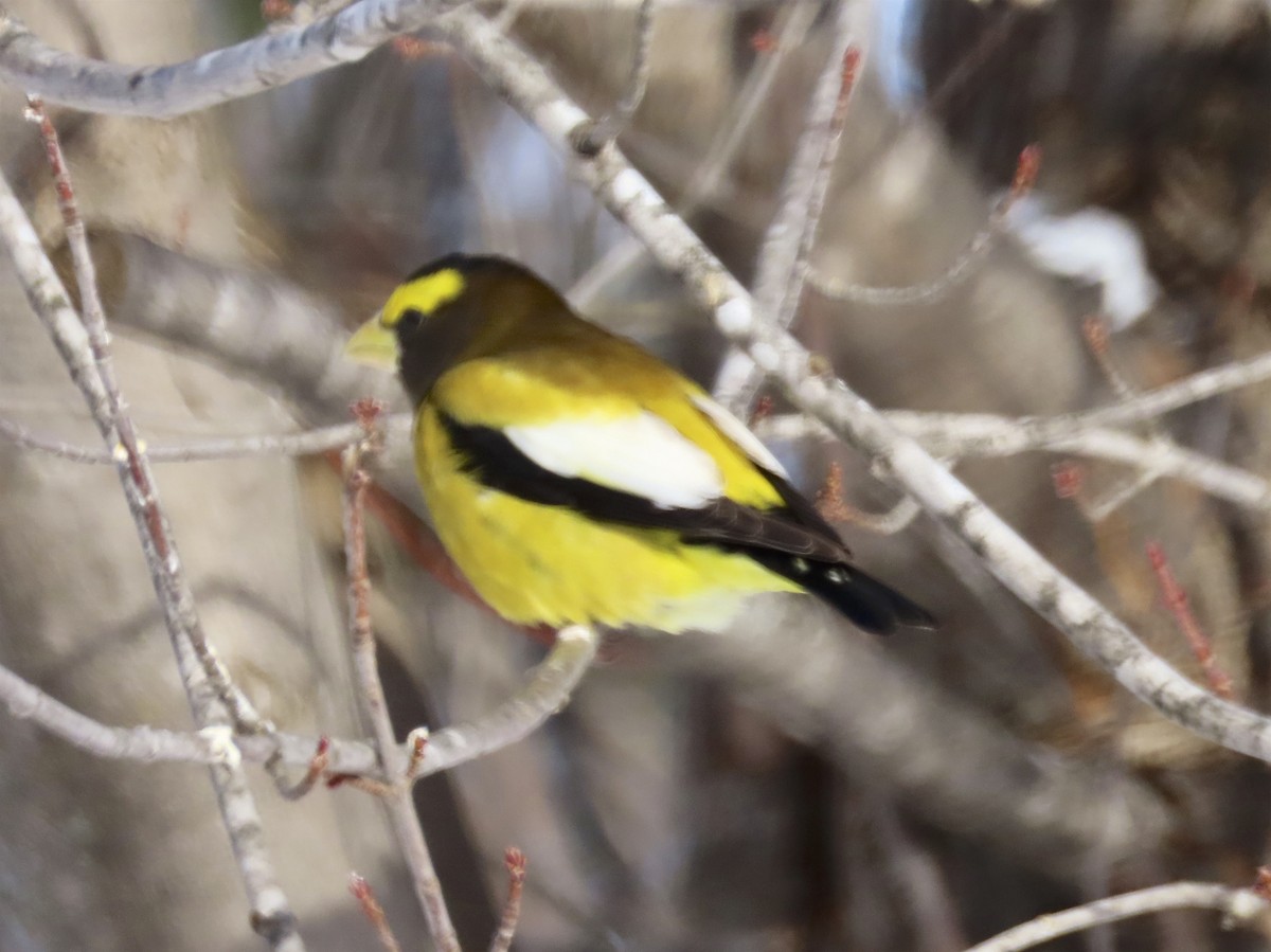 Evening Grosbeak - ML137557971