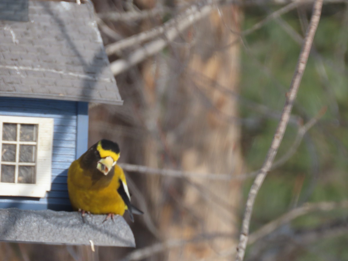 Evening Grosbeak - ML137557991