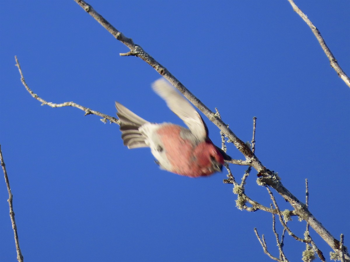 Pine Grosbeak - ML137558091