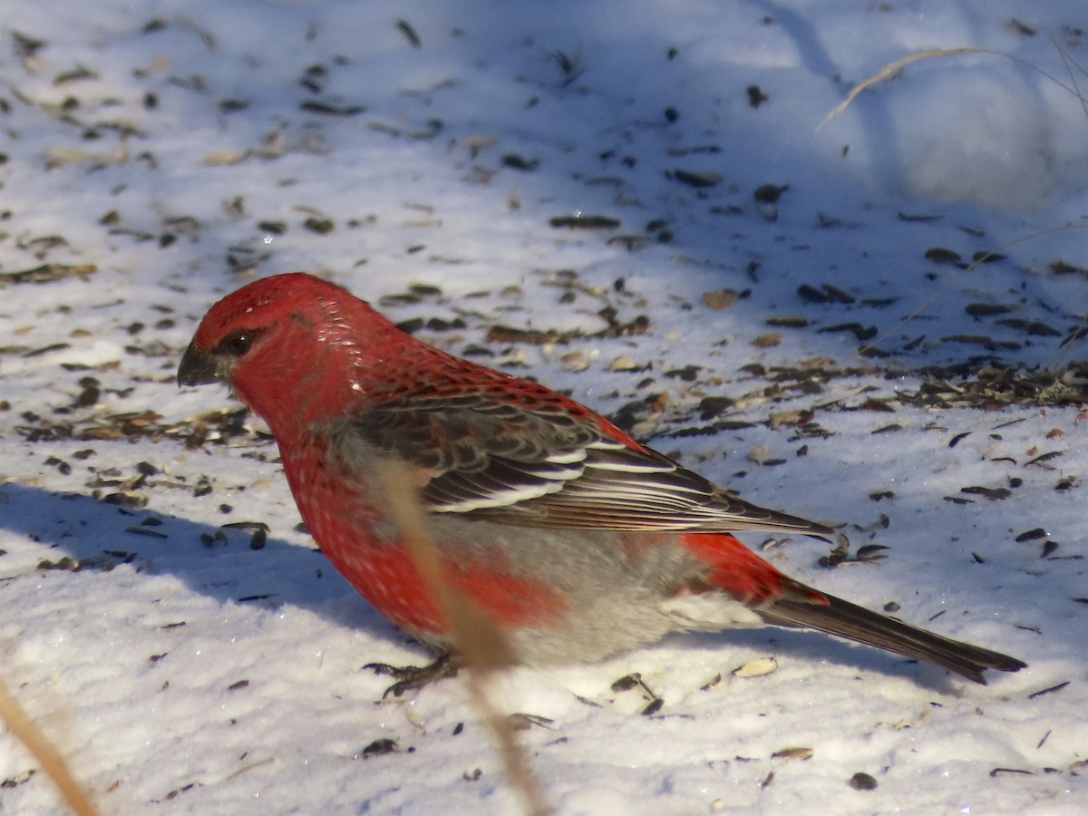 Pine Grosbeak - ML137558101