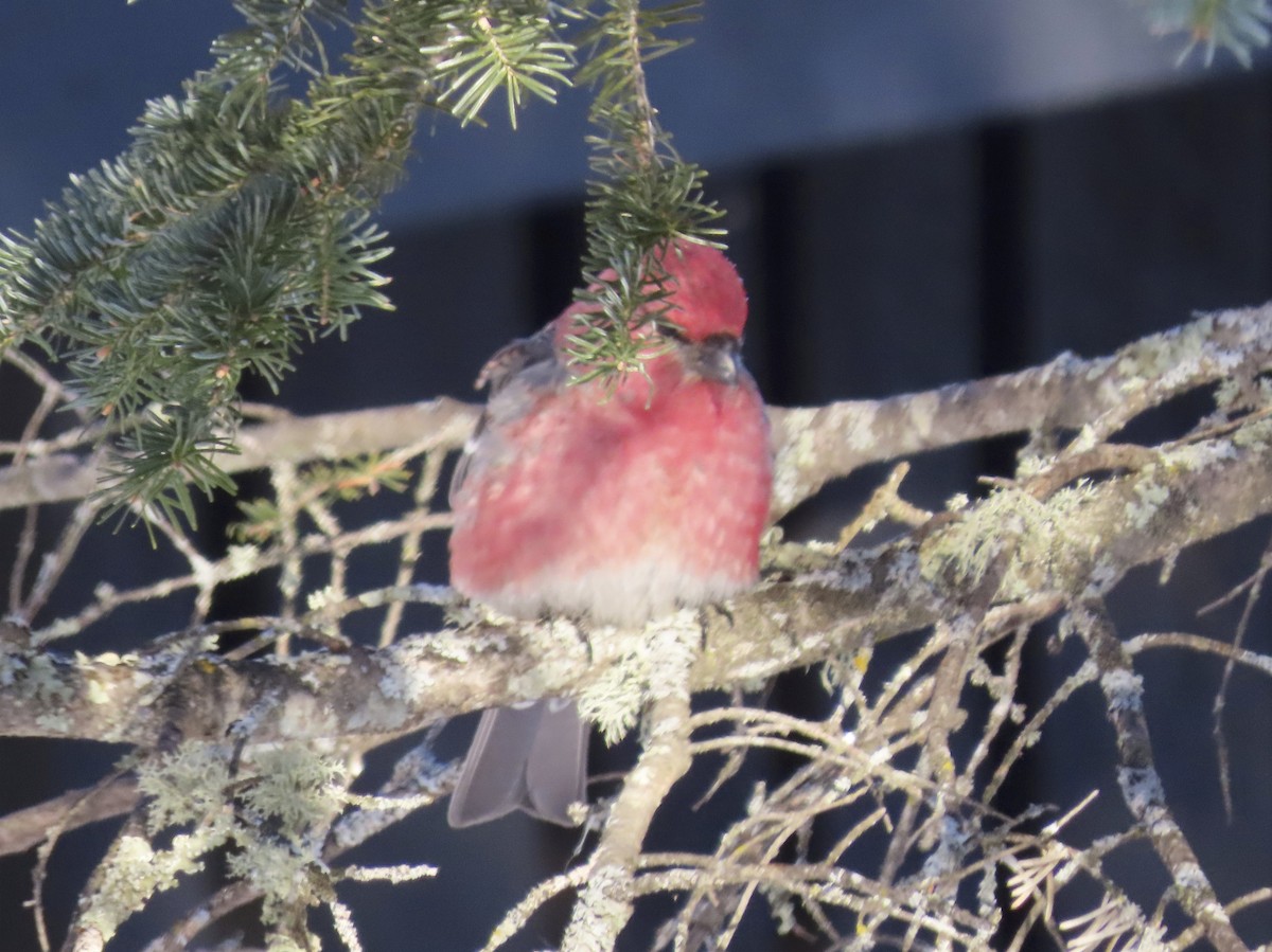 Pine Grosbeak - ML137558111
