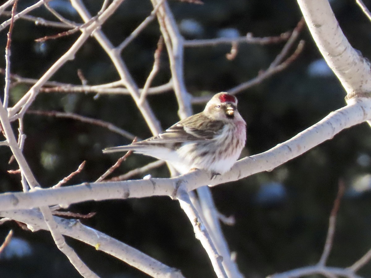 Redpoll (Common) - ML137558121