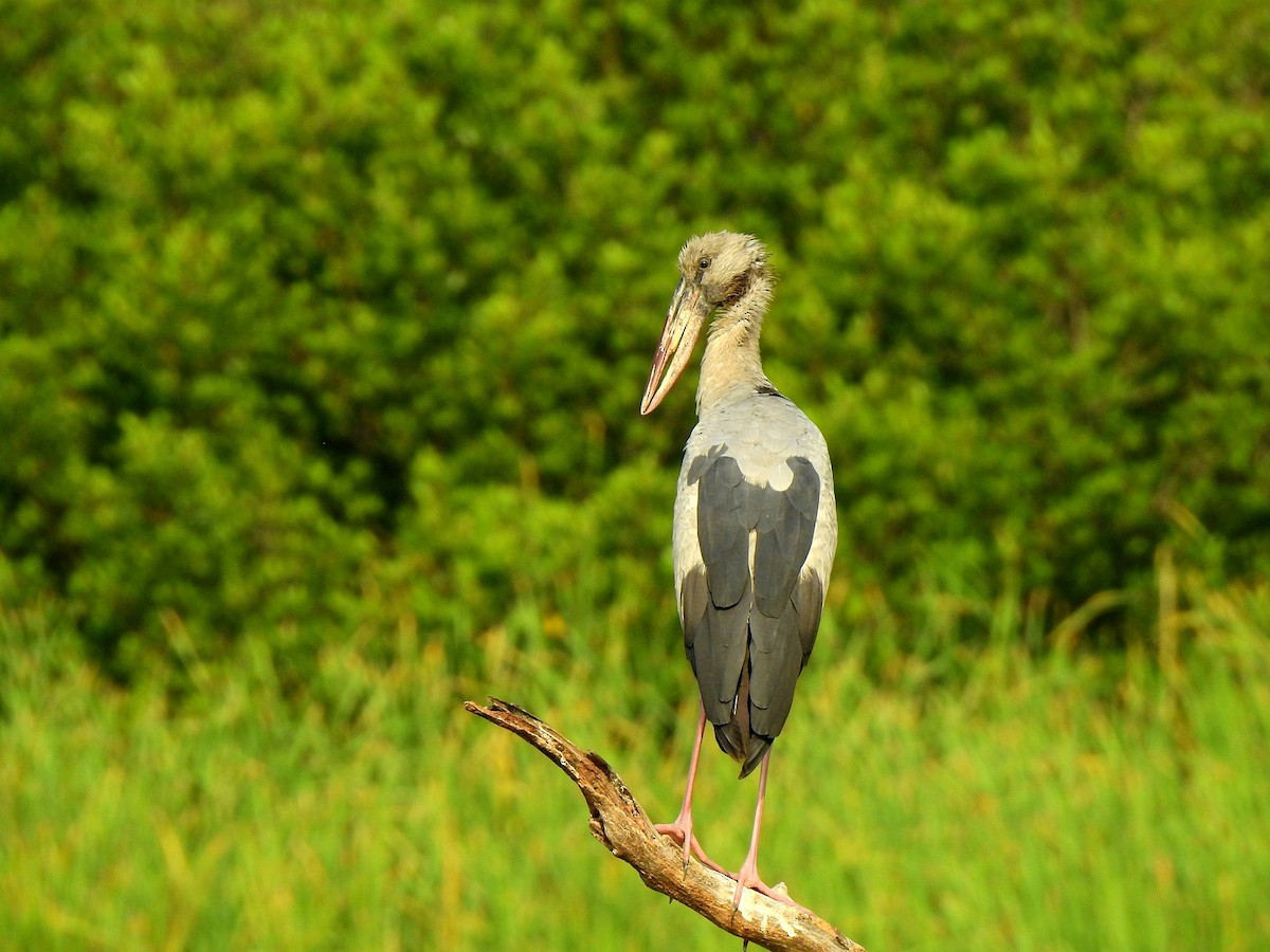 Asian Openbill - ML137559541